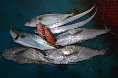 アジアマリンサービス 釣果