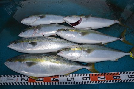 アジアマリンサービス 釣果