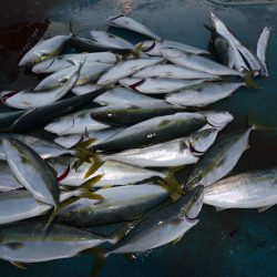 アジアマリンサービス 釣果