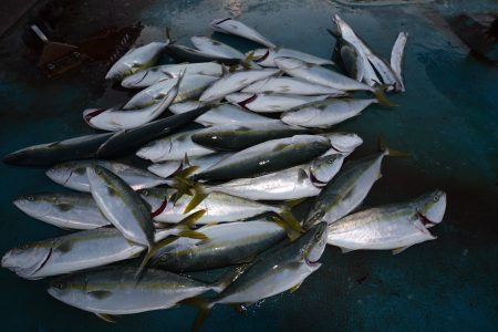 アジアマリンサービス 釣果