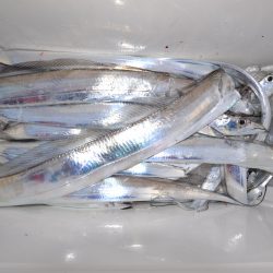 アジアマリンサービス 釣果