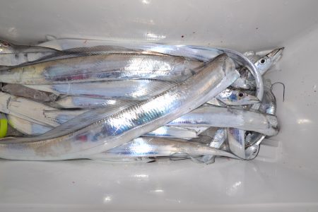 アジアマリンサービス 釣果