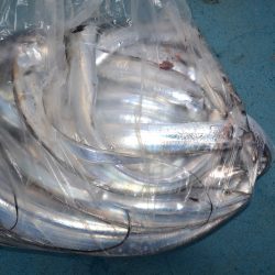 アジアマリンサービス 釣果