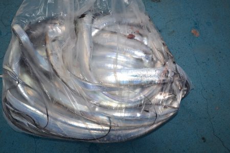 アジアマリンサービス 釣果