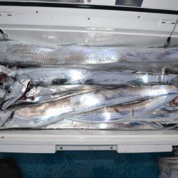 アジアマリンサービス 釣果