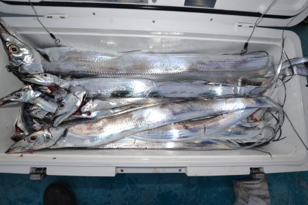 アジアマリンサービス 釣果