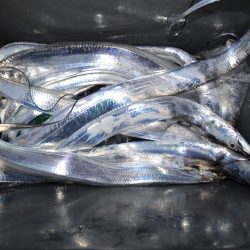 アジアマリンサービス 釣果