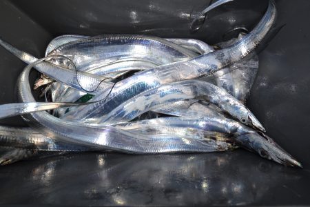 アジアマリンサービス 釣果