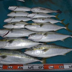 アジアマリンサービス 釣果