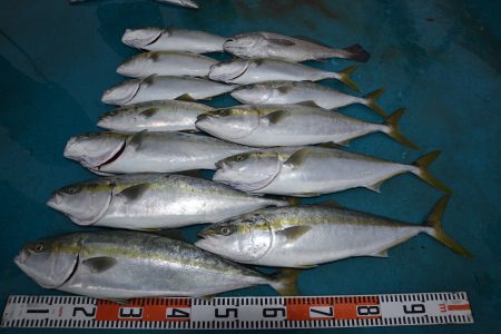 アジアマリンサービス 釣果