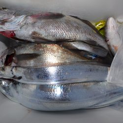 アジアマリンサービス 釣果