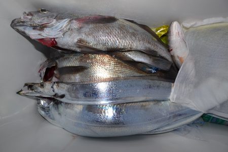 アジアマリンサービス 釣果