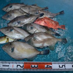 アジアマリンサービス 釣果