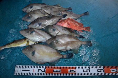 アジアマリンサービス 釣果