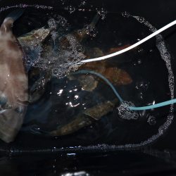 アジアマリンサービス 釣果