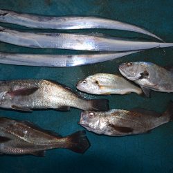 アジアマリンサービス 釣果