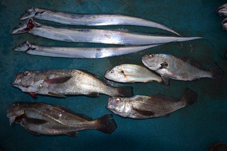 アジアマリンサービス 釣果