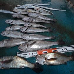 アジアマリンサービス 釣果