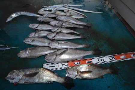 アジアマリンサービス 釣果