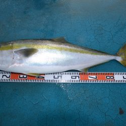 アジアマリンサービス 釣果