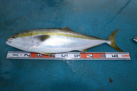 アジアマリンサービス 釣果