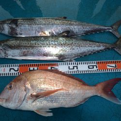 アジアマリンサービス 釣果