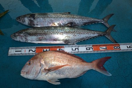 アジアマリンサービス 釣果