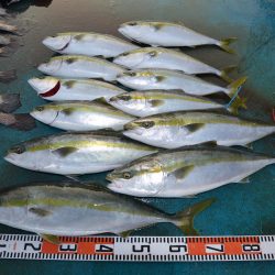 アジアマリンサービス 釣果