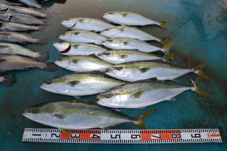 アジアマリンサービス 釣果