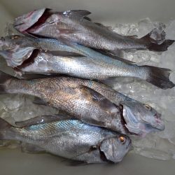 アジアマリンサービス 釣果