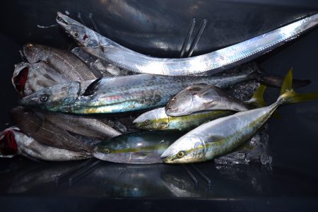 アジアマリンサービス 釣果