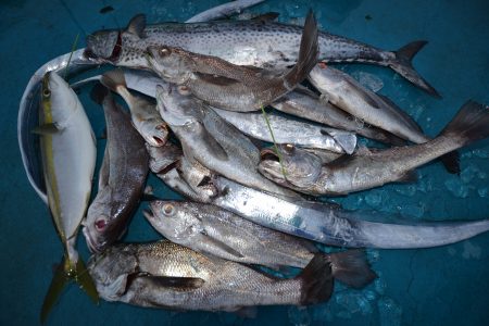 アジアマリンサービス 釣果