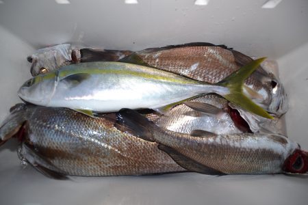 アジアマリンサービス 釣果