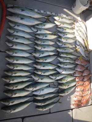 磯部釣船 直栄丸 釣果