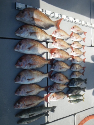 磯部釣船 直栄丸 釣果