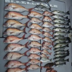 磯部釣船 直栄丸 釣果