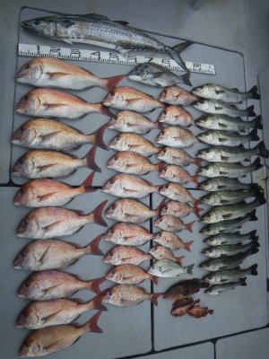 磯部釣船 直栄丸 釣果