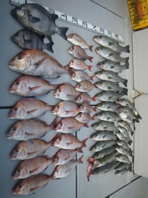 磯部釣船 直栄丸 釣果