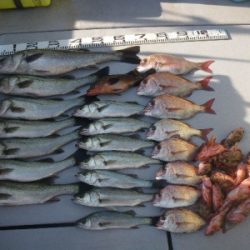 磯部釣船 直栄丸 釣果