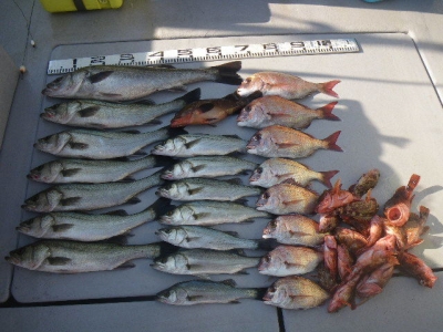 磯部釣船 直栄丸 釣果