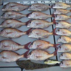 磯部釣船 直栄丸 釣果