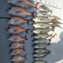 磯部釣船 直栄丸 釣果