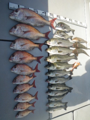 磯部釣船 直栄丸 釣果