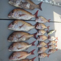 磯部釣船 直栄丸 釣果