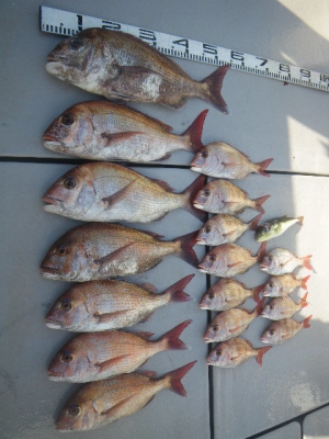 磯部釣船 直栄丸 釣果