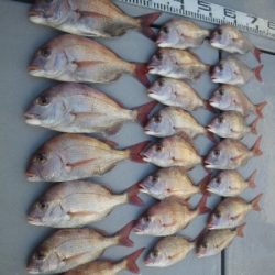 磯部釣船 直栄丸 釣果