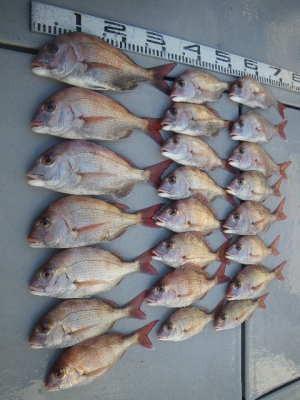 磯部釣船 直栄丸 釣果