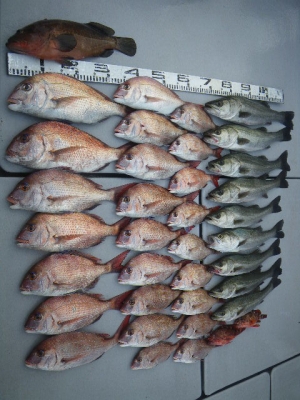 磯部釣船 直栄丸 釣果