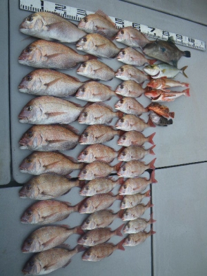 磯部釣船 直栄丸 釣果