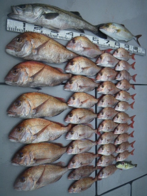 磯部釣船 直栄丸 釣果